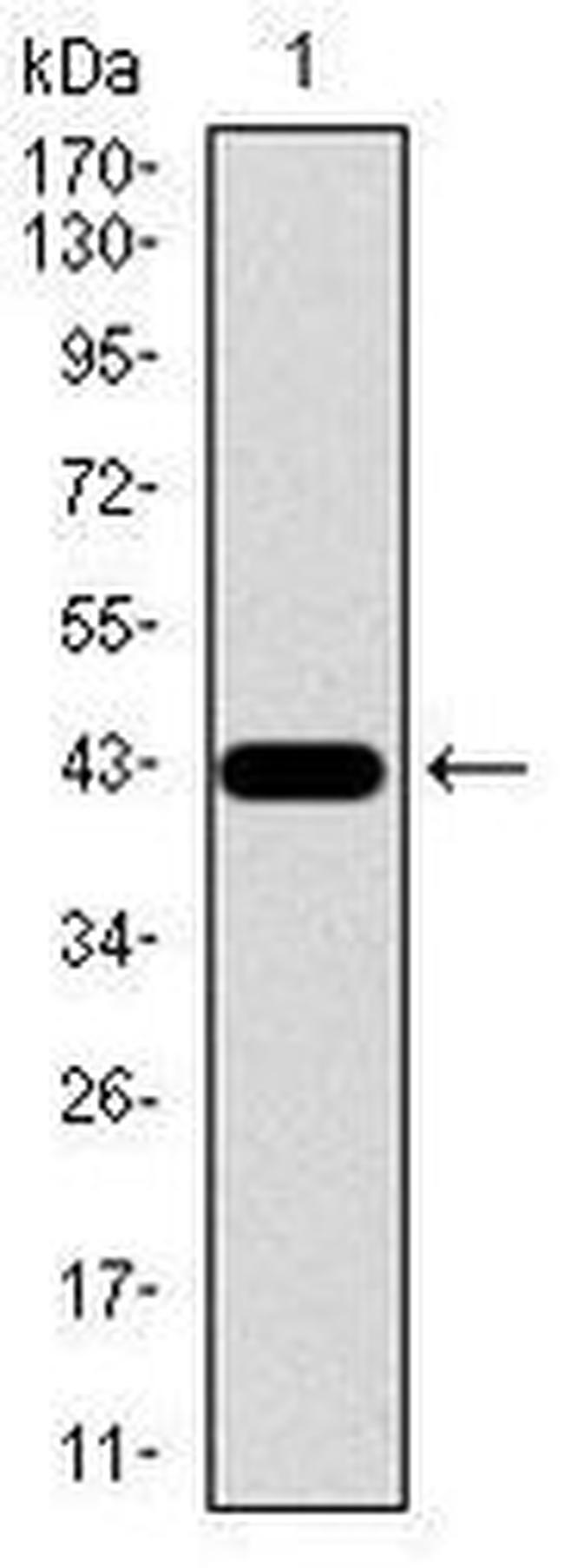 Osteopontin Antibody in Western Blot (WB)