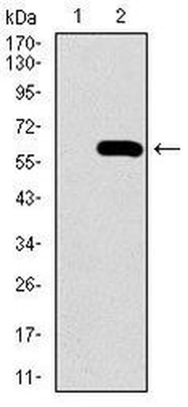 Osteopontin Antibody in Western Blot (WB)