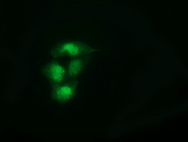 SPR Antibody in Immunocytochemistry (ICC/IF)