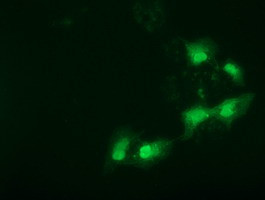 SPR Antibody in Immunocytochemistry (ICC/IF)