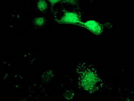 SPR Antibody in Immunocytochemistry (ICC/IF)