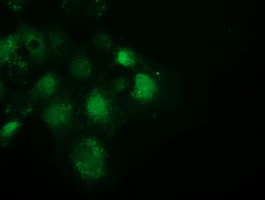 SPR Antibody in Immunocytochemistry (ICC/IF)