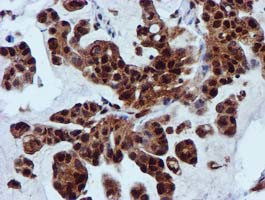 SPR Antibody in Immunohistochemistry (Paraffin) (IHC (P))