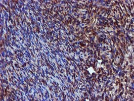 SPR Antibody in Immunohistochemistry (Paraffin) (IHC (P))