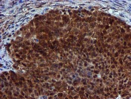 SPR Antibody in Immunohistochemistry (Paraffin) (IHC (P))