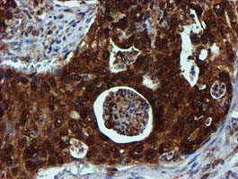 SPR Antibody in Immunohistochemistry (Paraffin) (IHC (P))