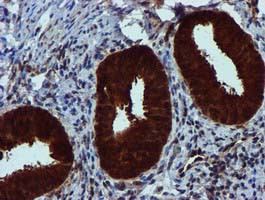 SPR Antibody in Immunohistochemistry (Paraffin) (IHC (P))