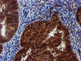 SPR Antibody in Immunohistochemistry (Paraffin) (IHC (P))