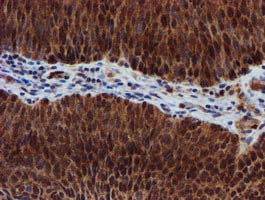 SPR Antibody in Immunohistochemistry (Paraffin) (IHC (P))