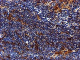 SPR Antibody in Immunohistochemistry (Paraffin) (IHC (P))