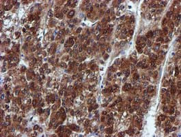 SPR Antibody in Immunohistochemistry (Paraffin) (IHC (P))