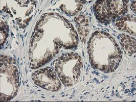 SPR Antibody in Immunohistochemistry (Paraffin) (IHC (P))