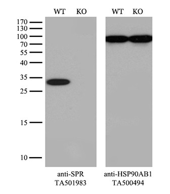 SPR Antibody