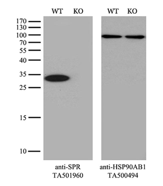 SPR Antibody in Western Blot (WB)