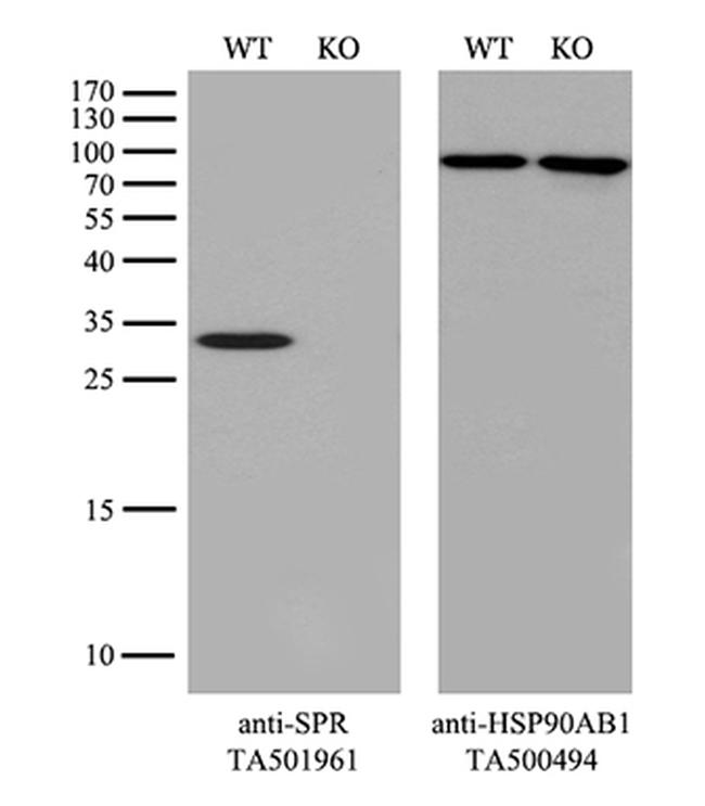 SPR Antibody in Western Blot (WB)