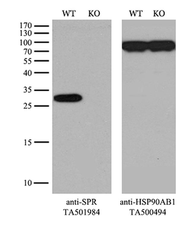 SPR Antibody in Western Blot (WB)