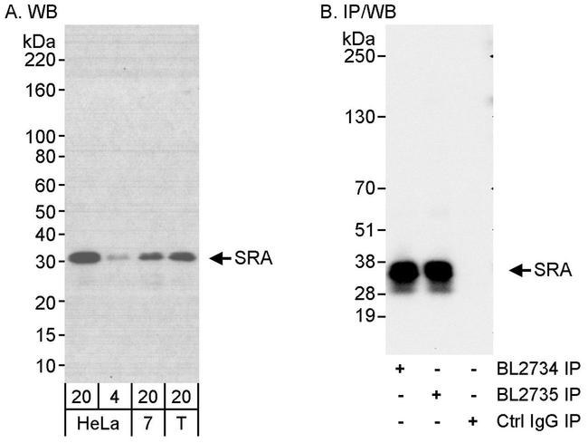 SRA Antibody in Western Blot (WB)