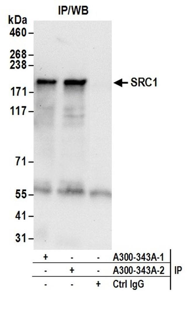 SRC1 Antibody in Western Blot (WB)