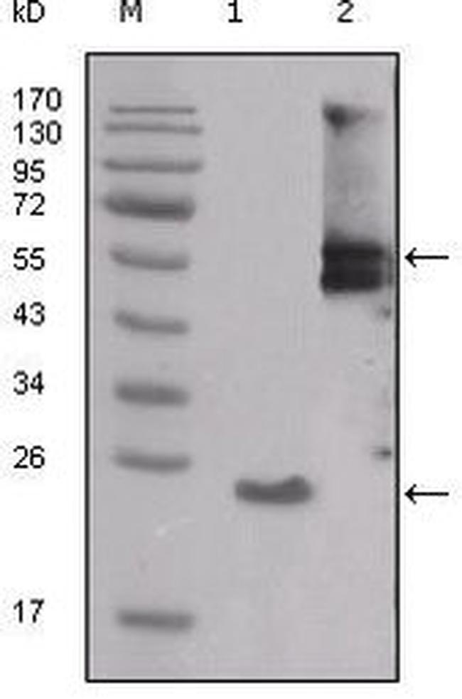 SRC Antibody in Western Blot (WB)