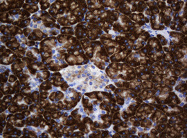 SRPRB Antibody in Immunohistochemistry (Paraffin) (IHC (P))