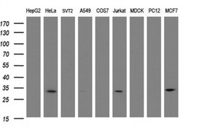 SRPRB Antibody in Western Blot (WB)