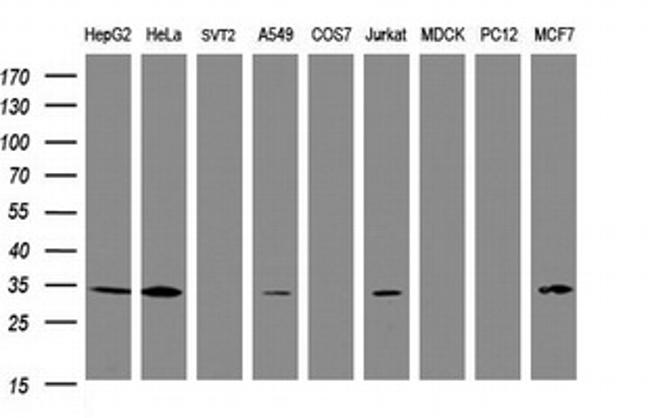 SRPRB Antibody in Western Blot (WB)