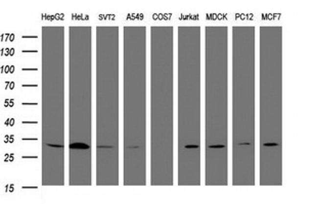 SRPRB Antibody in Western Blot (WB)