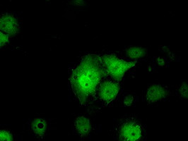 SRR Antibody in Immunocytochemistry (ICC/IF)