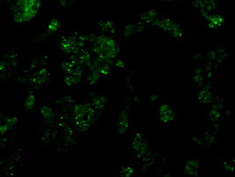 SRR Antibody in Immunocytochemistry (ICC/IF)