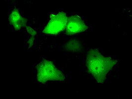 SRR Antibody in Immunocytochemistry (ICC/IF)