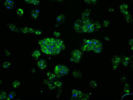 SRR Antibody in Immunocytochemistry (ICC/IF)