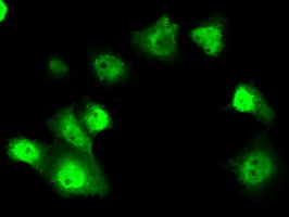 SRR Antibody in Immunocytochemistry (ICC/IF)