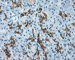 SRR Antibody in Immunohistochemistry (Paraffin) (IHC (P))