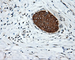 SRR Antibody in Immunohistochemistry (Paraffin) (IHC (P))