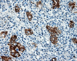 SRR Antibody in Immunohistochemistry (Paraffin) (IHC (P))