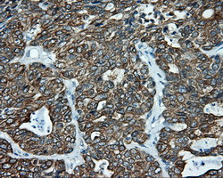 SRR Antibody in Immunohistochemistry (Paraffin) (IHC (P))