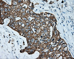 SRR Antibody in Immunohistochemistry (Paraffin) (IHC (P))