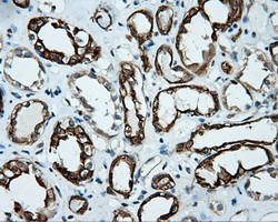 SRR Antibody in Immunohistochemistry (Paraffin) (IHC (P))