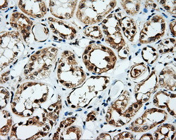 SRR Antibody in Immunohistochemistry (Paraffin) (IHC (P))