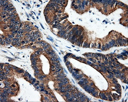 SRR Antibody in Immunohistochemistry (Paraffin) (IHC (P))