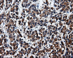 SRR Antibody in Immunohistochemistry (Paraffin) (IHC (P))