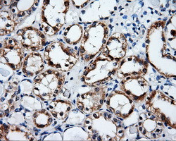 SRR Antibody in Immunohistochemistry (Paraffin) (IHC (P))