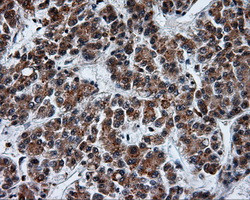 SRR Antibody in Immunohistochemistry (Paraffin) (IHC (P))