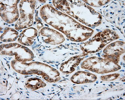 SRR Antibody in Immunohistochemistry (Paraffin) (IHC (P))