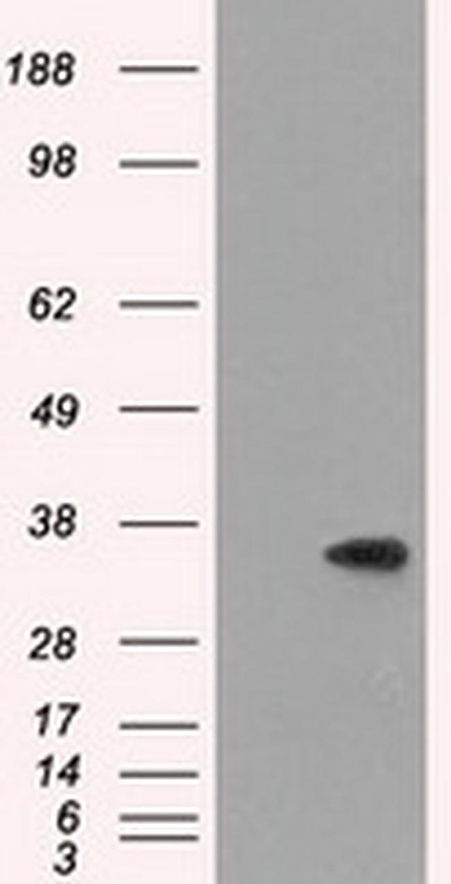 SRR Antibody in Western Blot (WB)