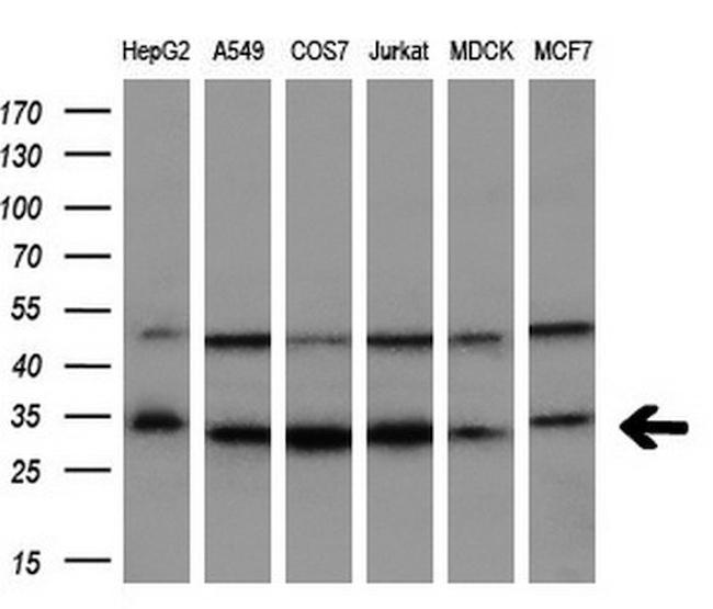 SRR Antibody in Western Blot (WB)