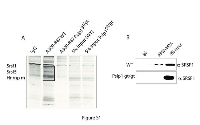 SRSF1 Antibody in Western Blot (WB)