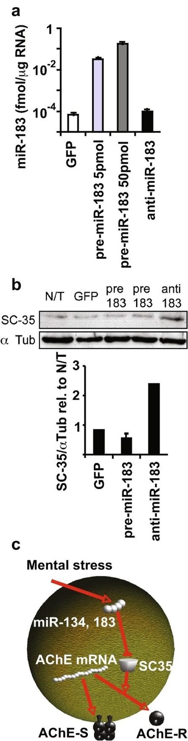 SRSF3 Antibody in Western Blot (WB)