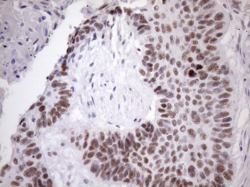 SRSF9 Antibody in Immunohistochemistry (Paraffin) (IHC (P))