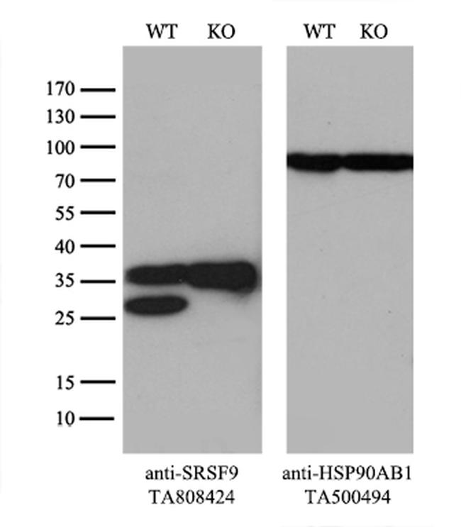 SRSF9 Antibody in Western Blot (WB)